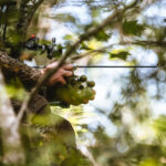Knight and Hale Pack Rack Deer Call - Image 2