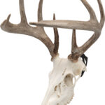 ALLEN EZ MOUNT SKULL PEG - 3-PACK DEER/ANTELOPE