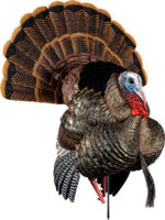 AVIAN X HDR STRUTTER DECOY - Image 2