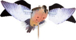 AVIAN X SPINNING WING DOVE - DECOY - Image 3