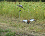 AVIAN X SPINNING WING DOVE - DECOY - Image 2